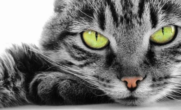 Почему категорически нельзя смотреть кошкам прямо в глаза