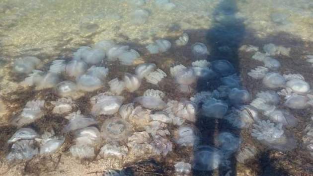 Популярный украинский курорт атаковали медузы