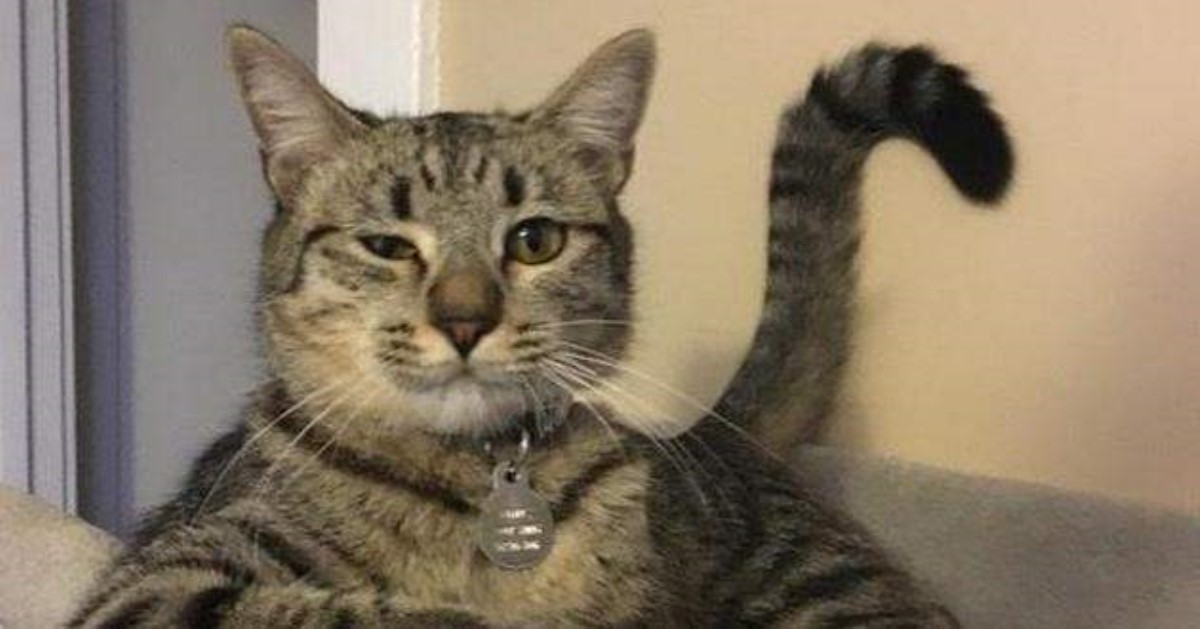 13 вещей, за которые ваша кошка вас ненавидит