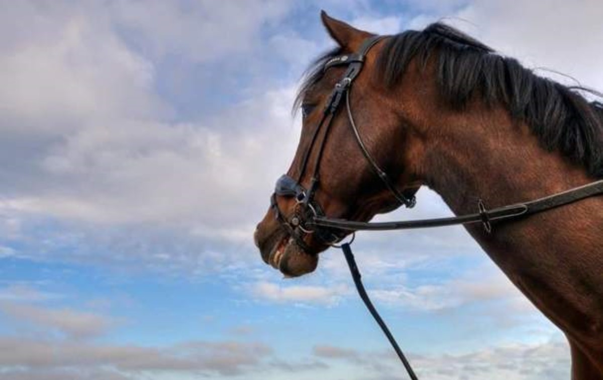 На Харьковщине нашли тело 14-летней девушки, привязанное к лошади