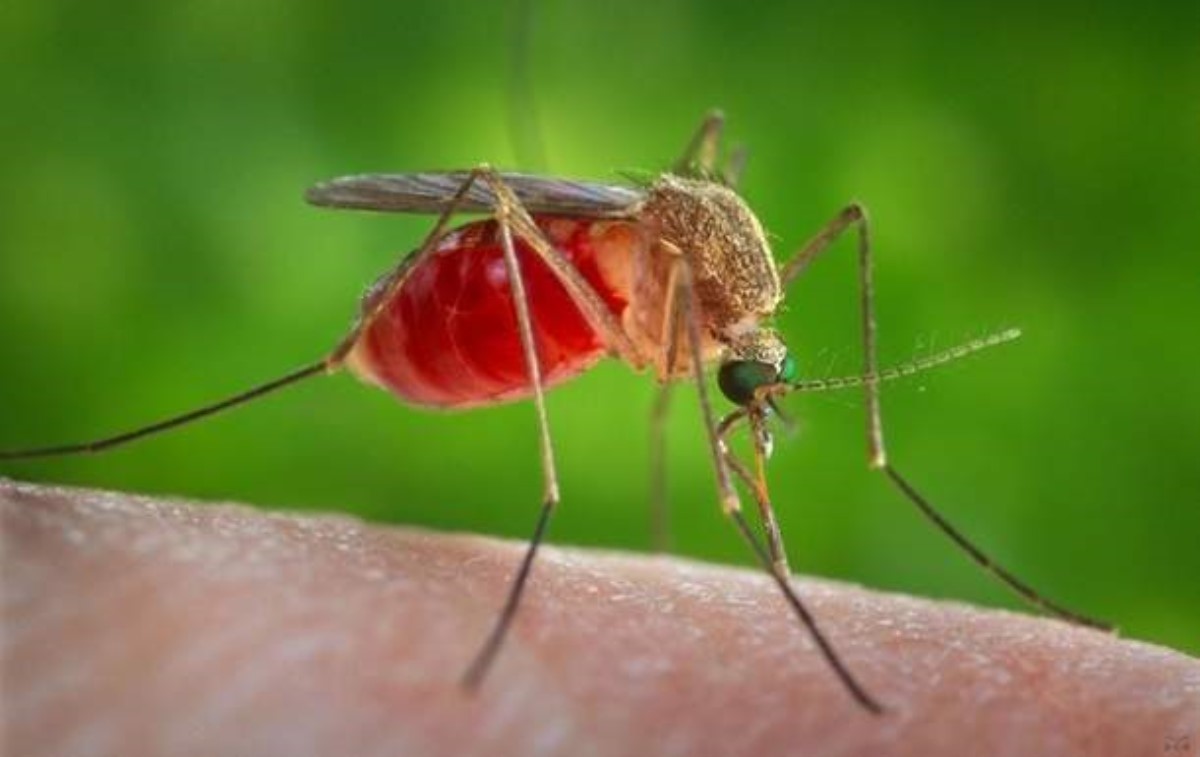 Ученые назвали самую "вкусную" группу крови для комаров