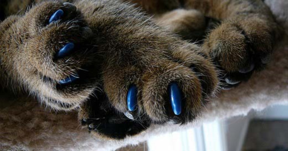 Комаровский раскрыл неожиданную опасность кошачьих царапин