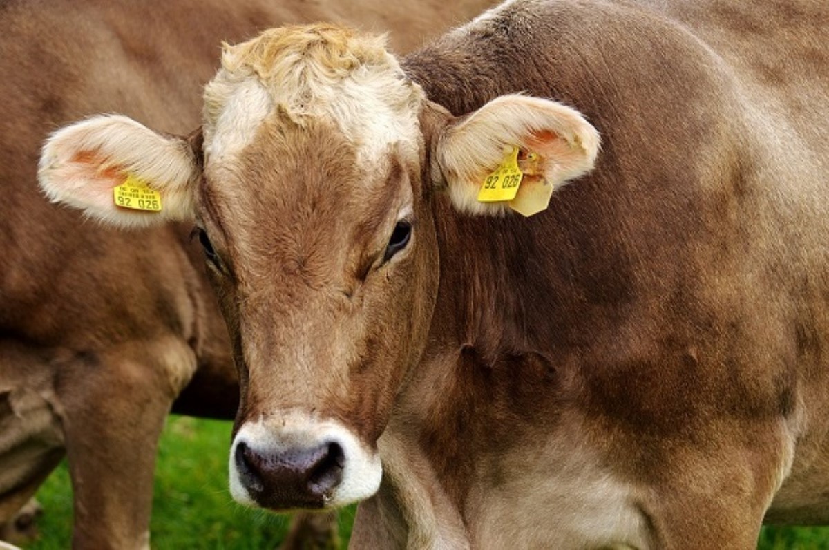 Опубликован список страшных болезней коров