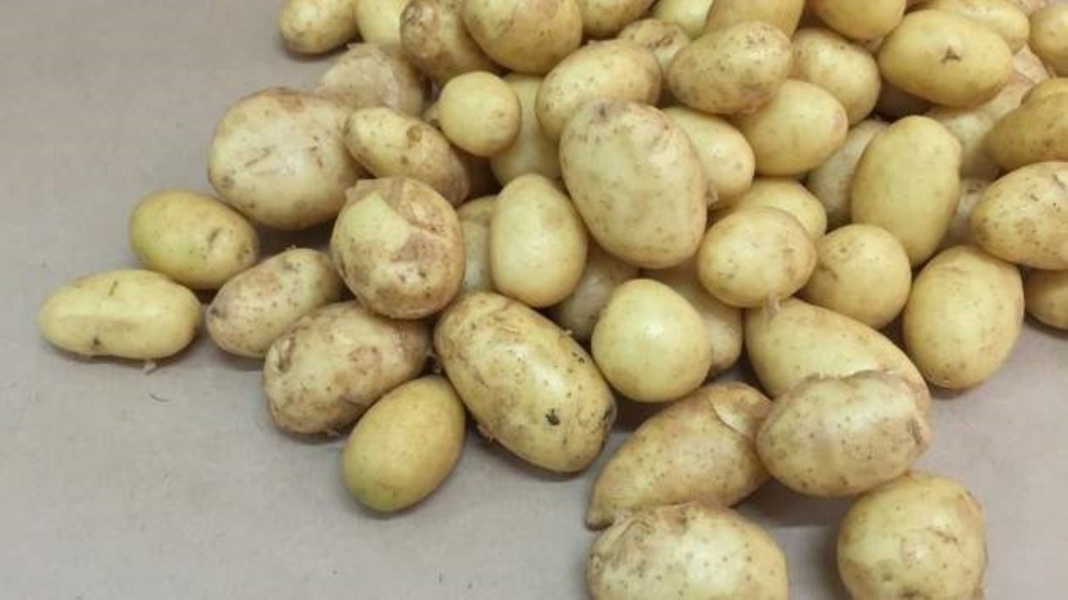 Подорожание картошки: эксперт объяснила, почему цена может расти и дальше
