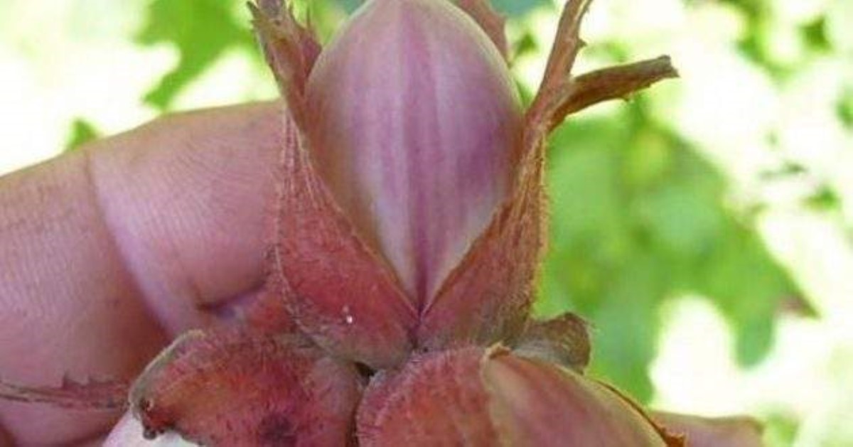 Приметы на 29 августа: что нельзя делать на Ореховый спас