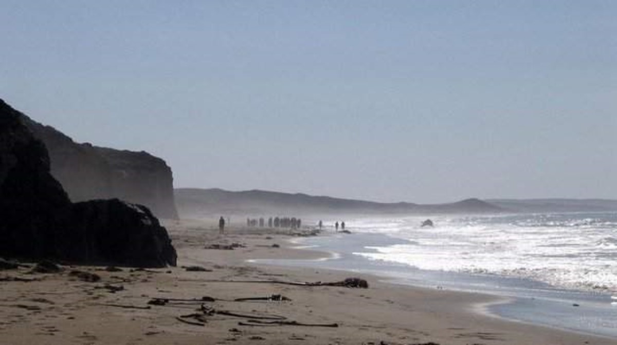 Океан выбросил на берег мутанта-детеныша