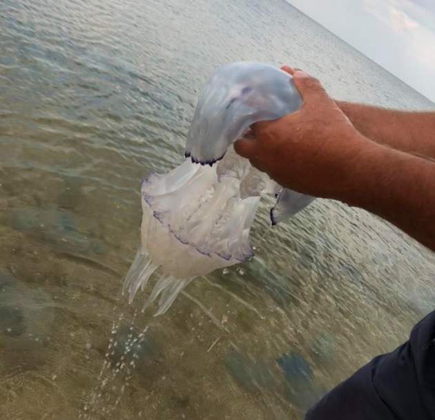 Сотни огромных мертвых медуз выбросило на пляжи Азовского моря