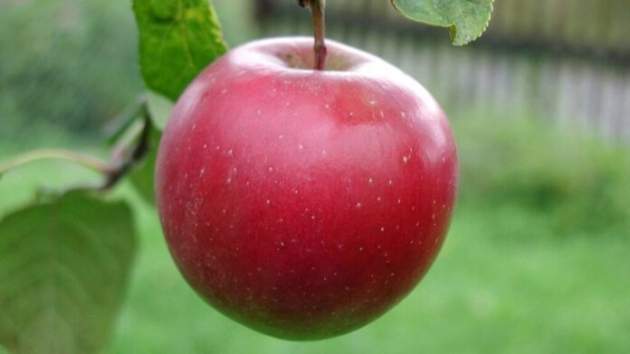 Одно яблоко в день может спасти от смертельной болезни