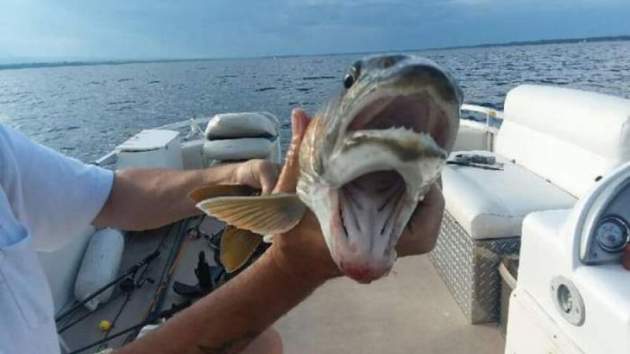 Жуткая мутация: в США на удочку попалась рыба с двумя ртами