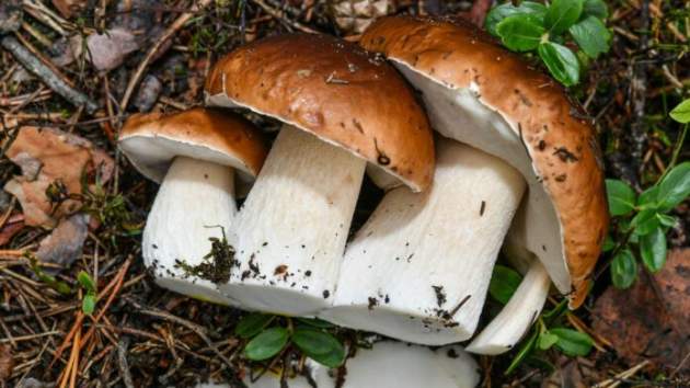 Диетологи назвали безопасную для здоровья дозу грибов