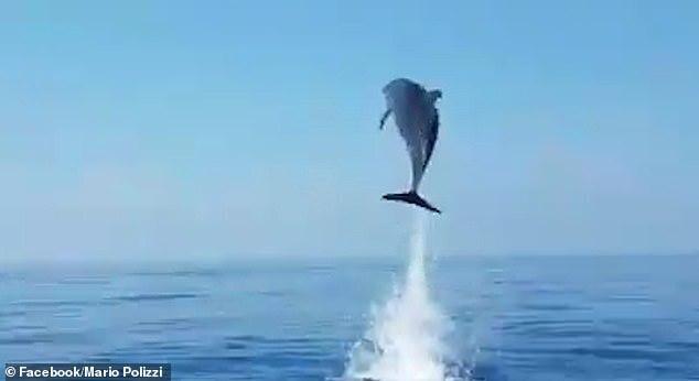 Дельфин трогательно поблагодарил рыбаков за спасение детеныша