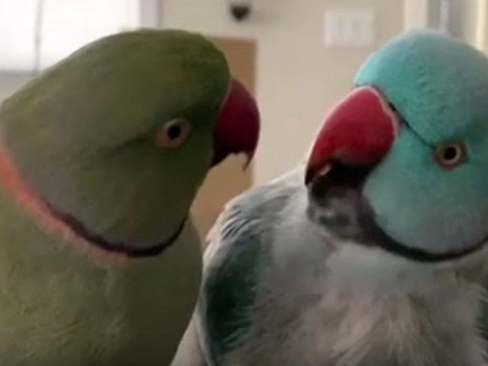 Новые фавориты Youtube: попугаи, разговаривающие "по-человечески"