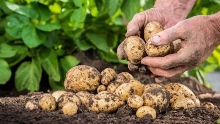 Почему картофель в Украине втрое подорожал
