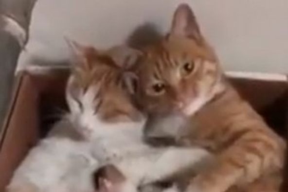 Это семейство кошек влюбило в себя пользователей Сети