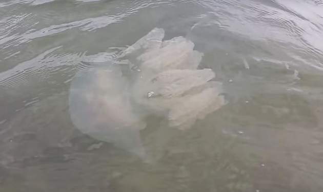 Популярный украинский курорт атаковали огромные медузы