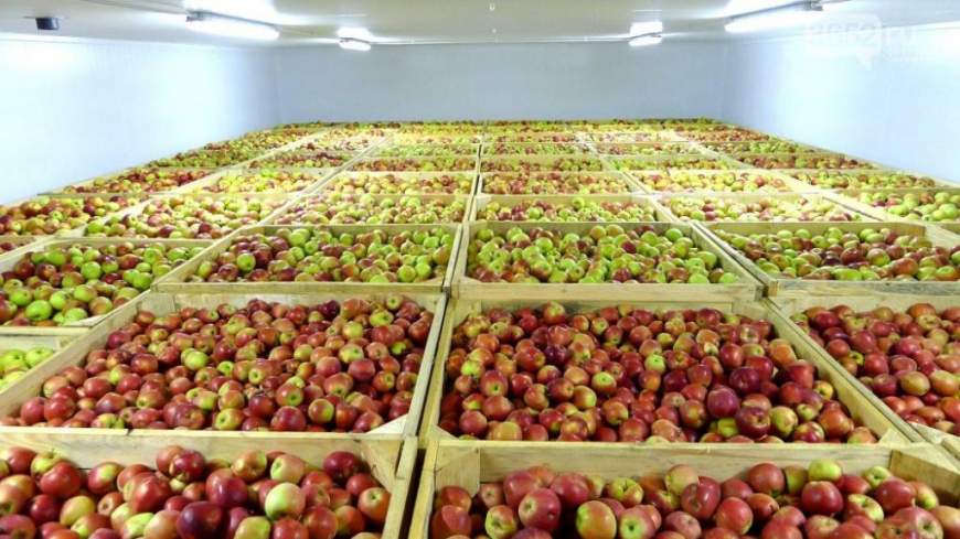В ЕС разрешили Украине поставки фруктов и овощей