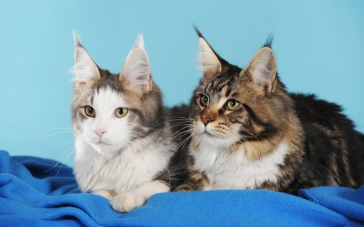 Кошки и преданность: ученые провели любопытный эксперимент