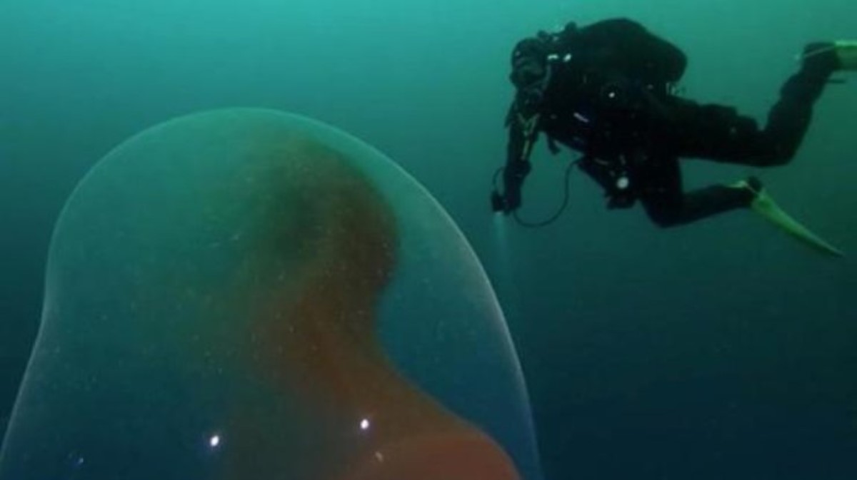 В океане нашли эмбрион «инопланетянина»