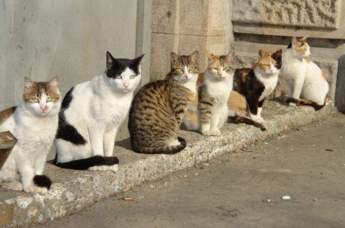 Мэр пересчитал всех бездомных котов в городе и обратился к Зеленскому