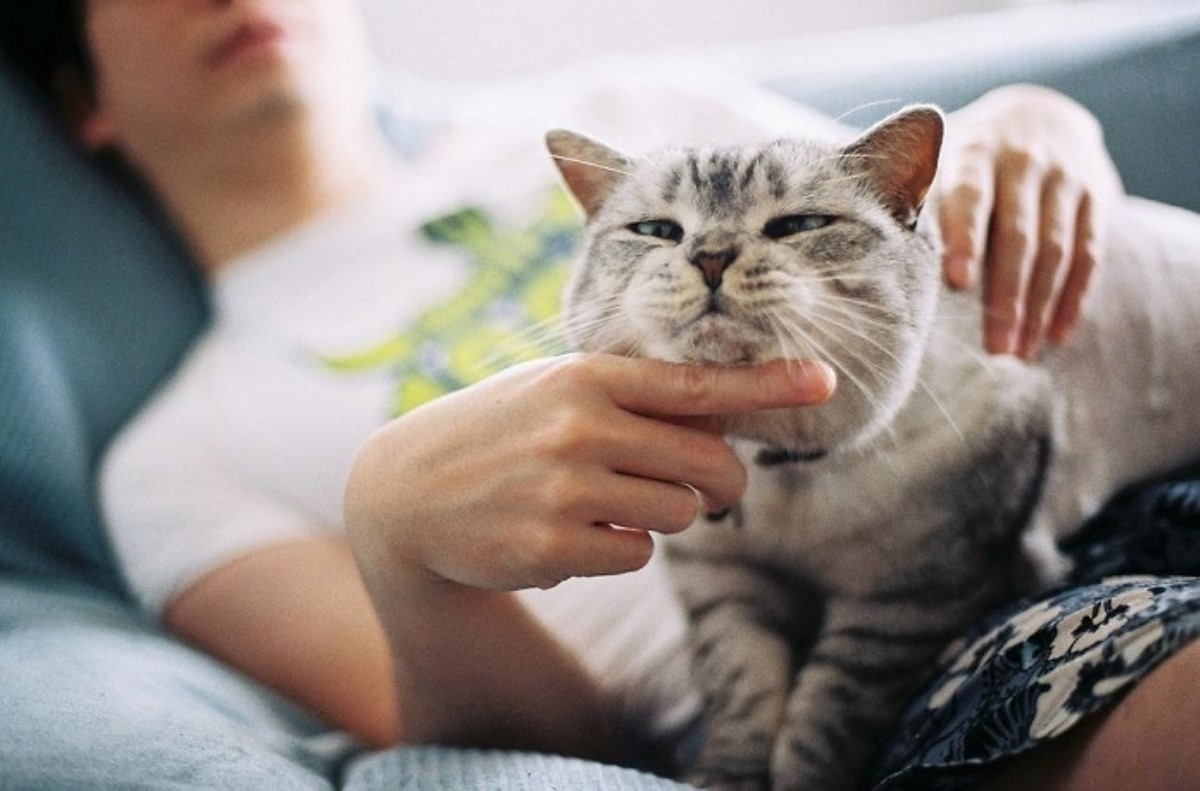 Фелинологи назвали самые спокойные породы кошек