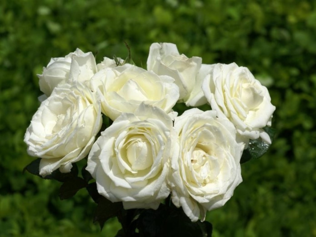 В каких случаях не стоит дарить белые розы