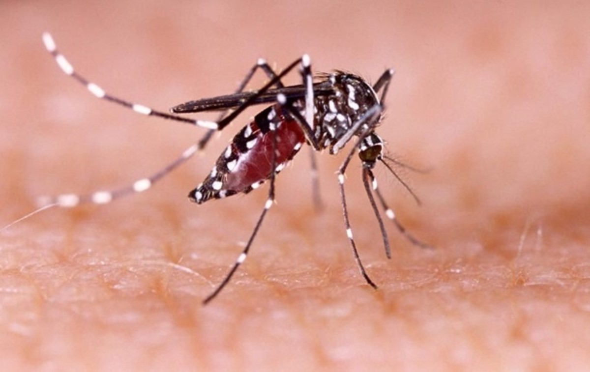 В Украине придумали безопасную ловушку для комаров
