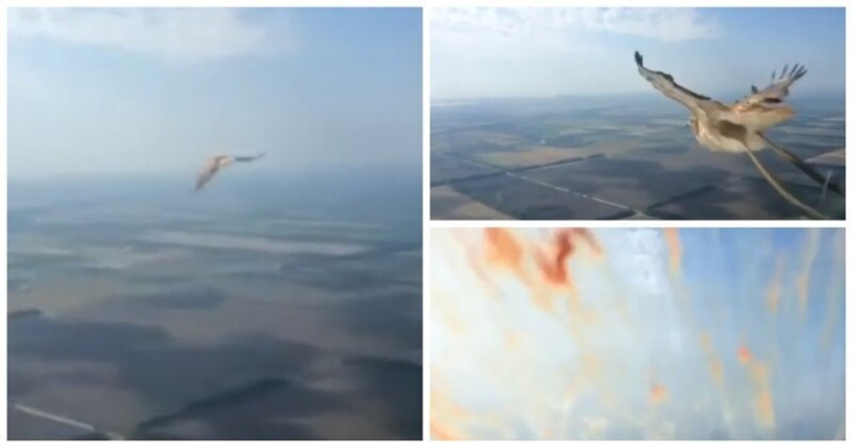 Пилоты сняли на видео, как птица врезалась в лобовое стекло авиалайнера