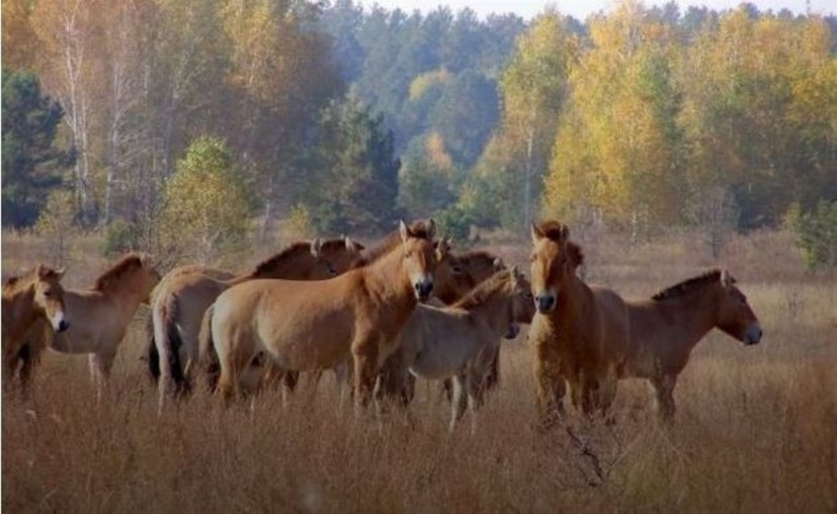 Лошадь пржевальского википедия фото