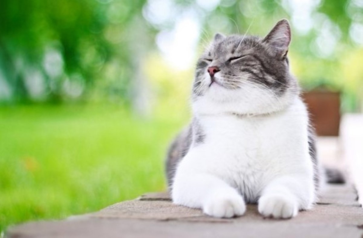 10 главных «нельзя» для хозяев котов