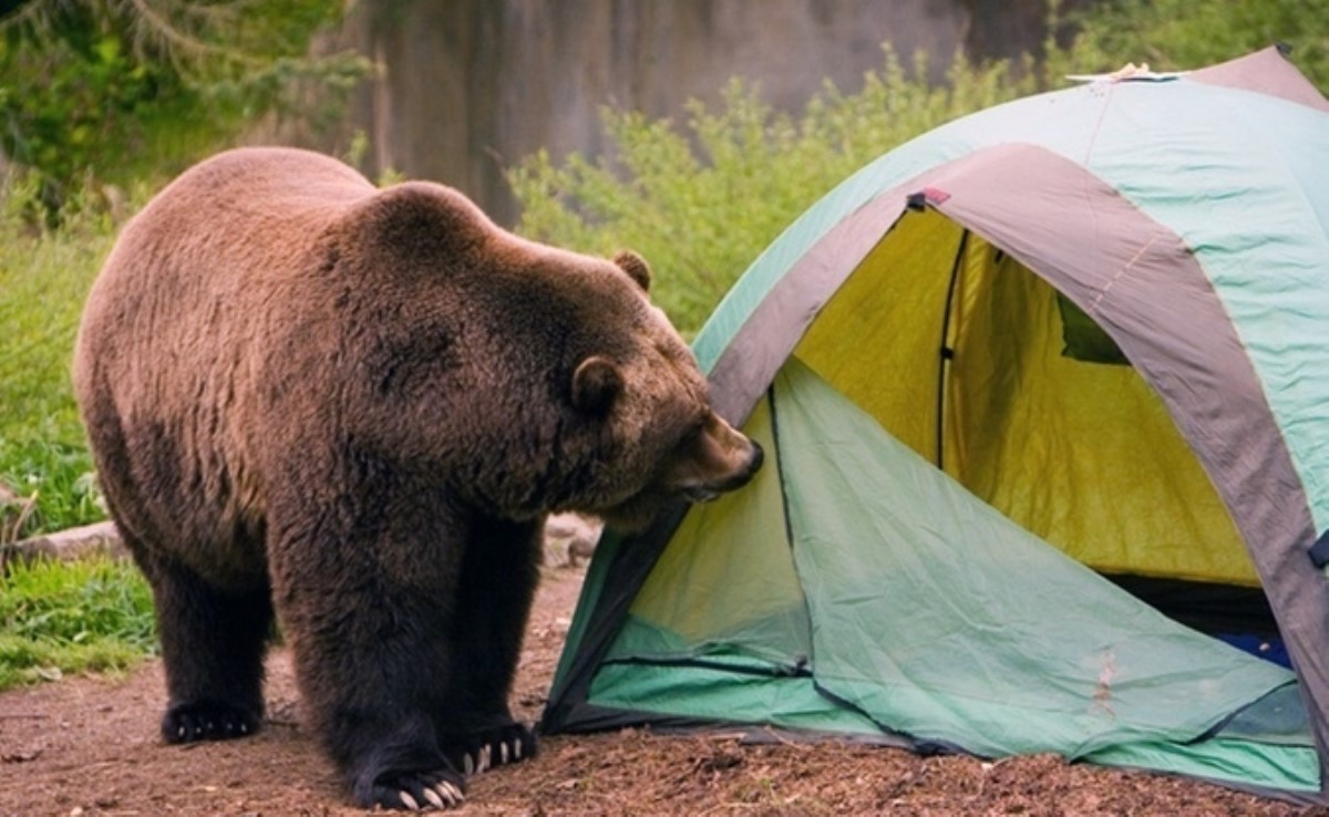 Украинцев предупредили об агрессивных медведях
