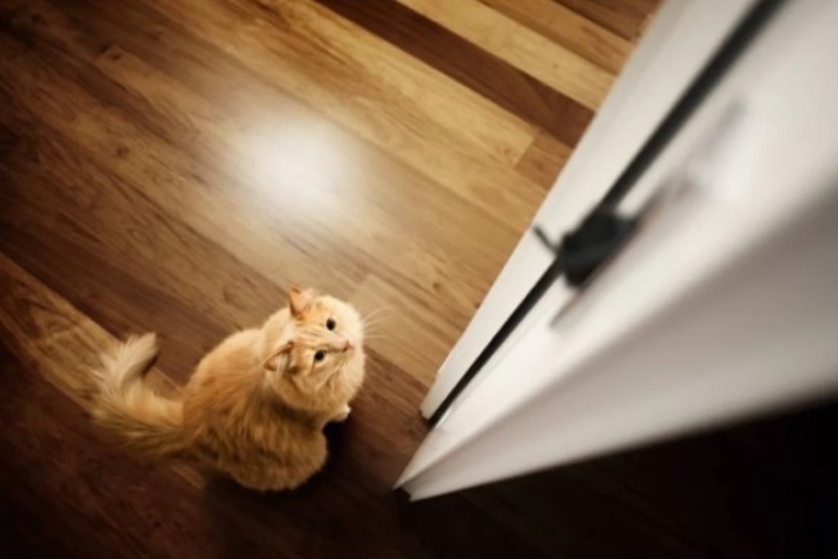 Почему кошки думают, заходить им в дверь или подождать