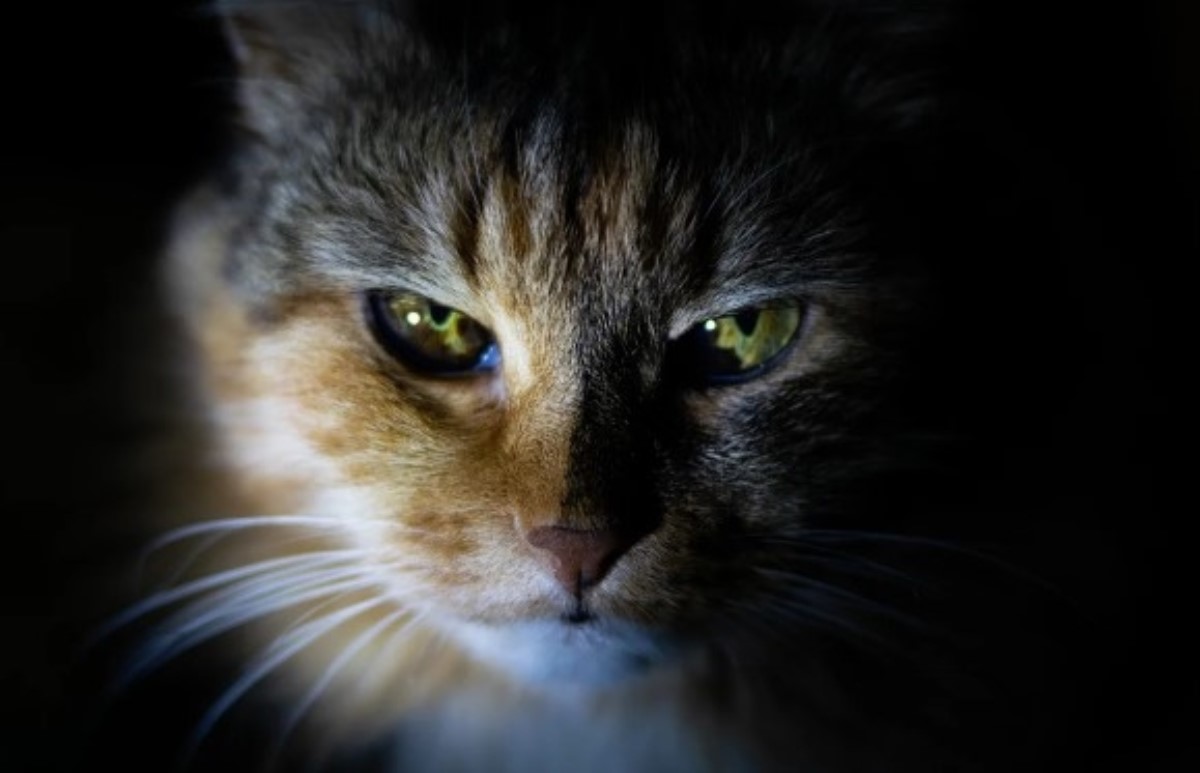 Что ждет семью, если к дому прибилась чужая кошка