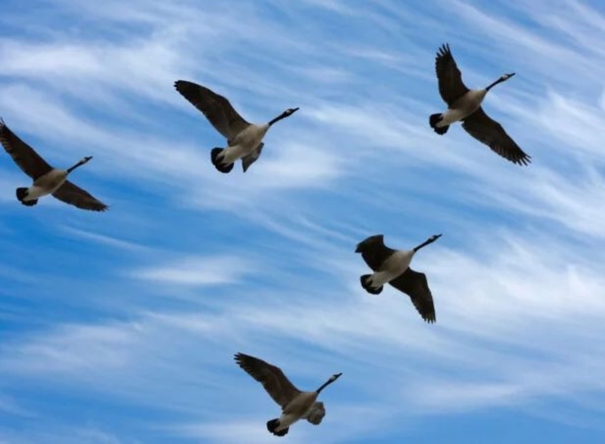 Почему гуси летят клином? Люди должны взять пример с птиц