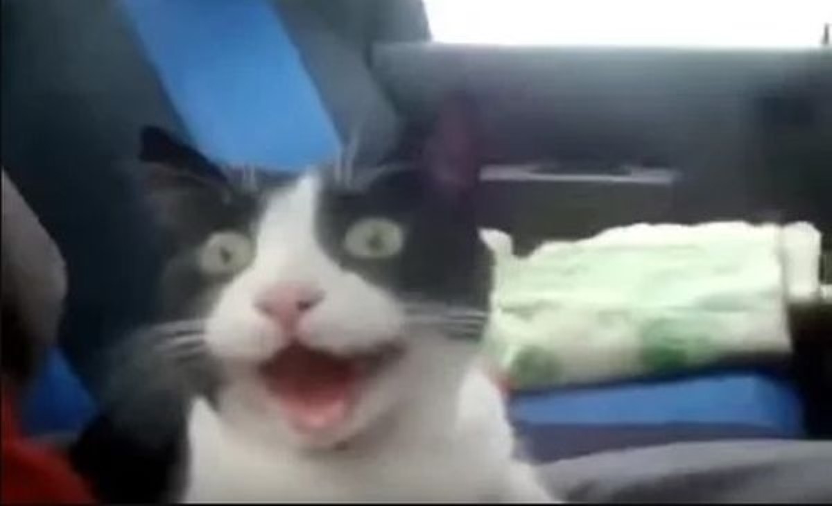 Сеть удивила реакция кота, проехавшегося "с ветерком" на автомобиле
