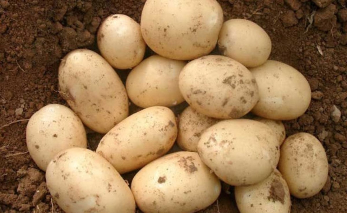 Из РФ в Украину под видом белорусского завозят картофель