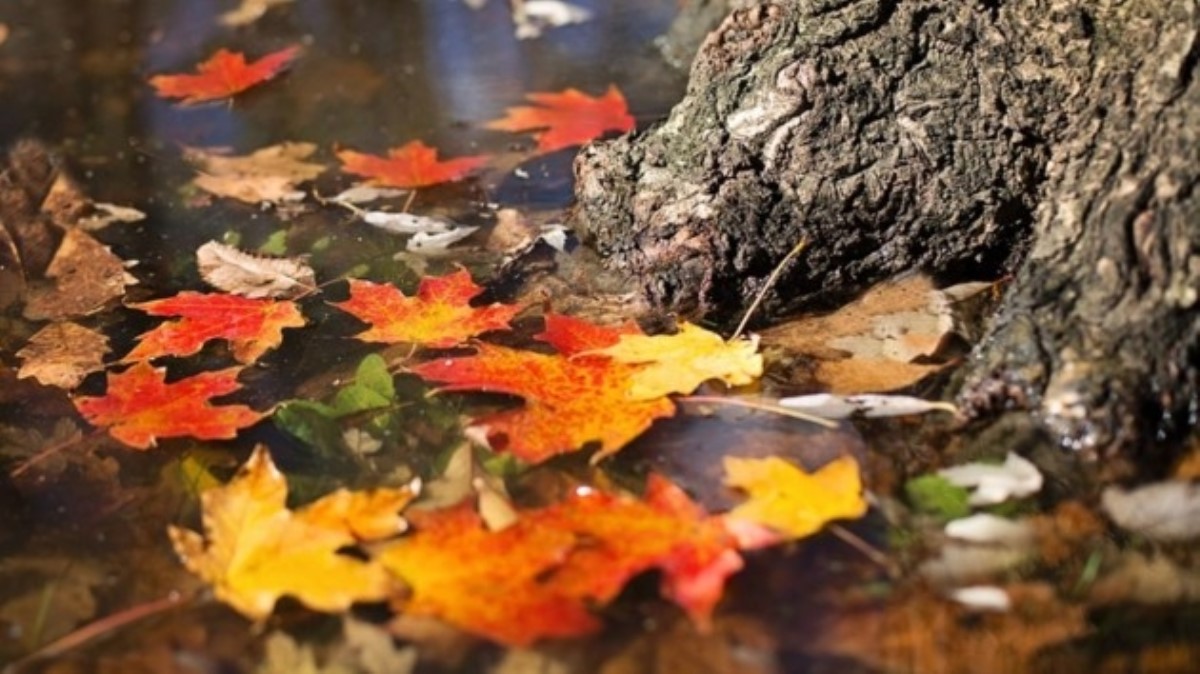 Какая погода ждет украинцев 13 ноября