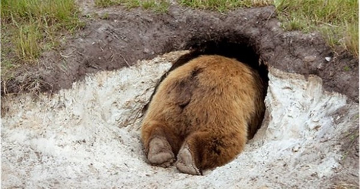 В Крыму хотят усыпить 30 зоопарковых медведей