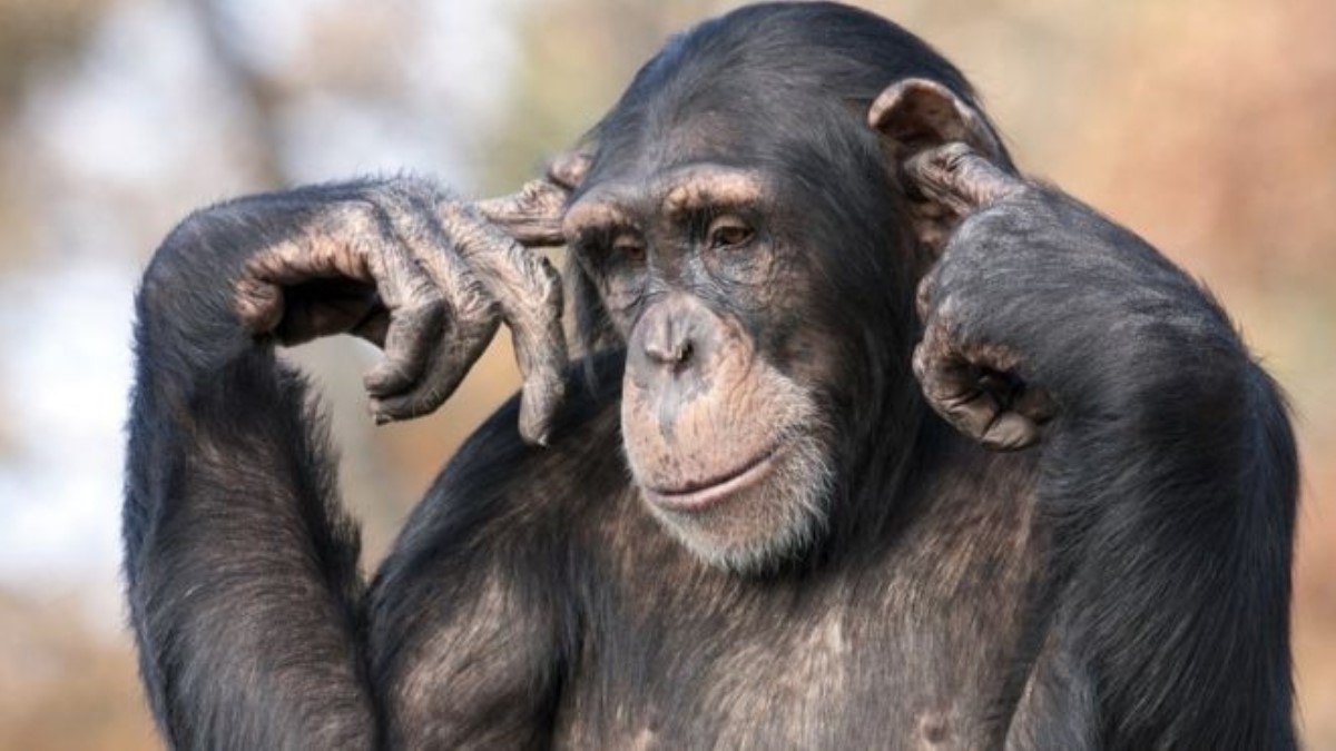 На шимпанзе — 3 тысячи, на пенсионера – полторы: в сети появилось шокирующие подсчеты