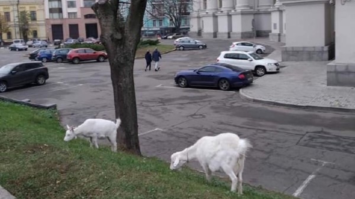 Под зданием МИД в центре Киева заметили пасущихся коз