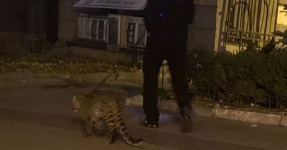 Мужчина выгулял в центре Киева леопарда