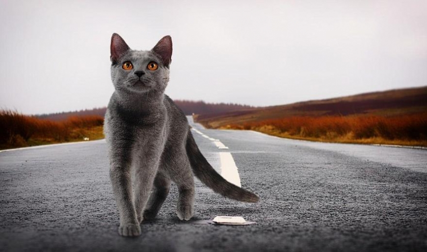 Каким образом кошки находят дорогу домой – ответ ученых