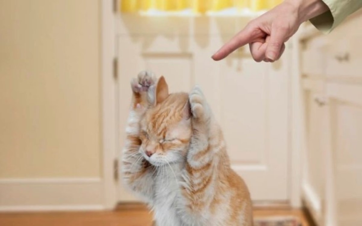 Как правильно наказать кошку: три способа