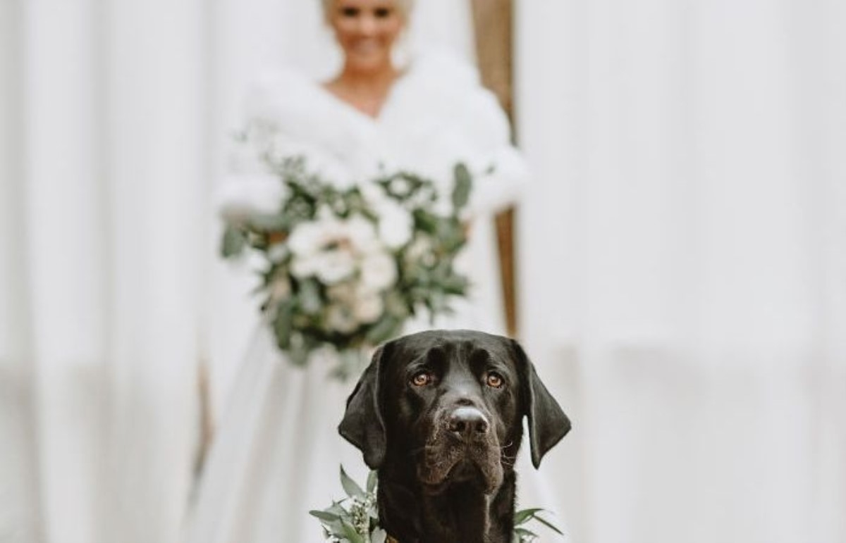 Новый хит Сети: реакция собаки на хозяйку в свадебном платье