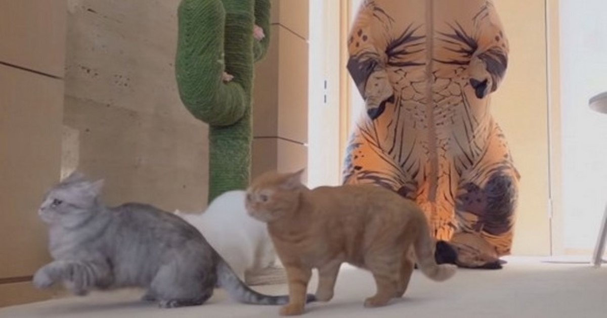 Хозяйка надела костюм тираннозавра: ее котов чуть не хватил удар