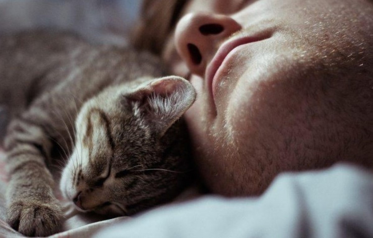 Почему кошки любят спать на людях: ответ фелинолога