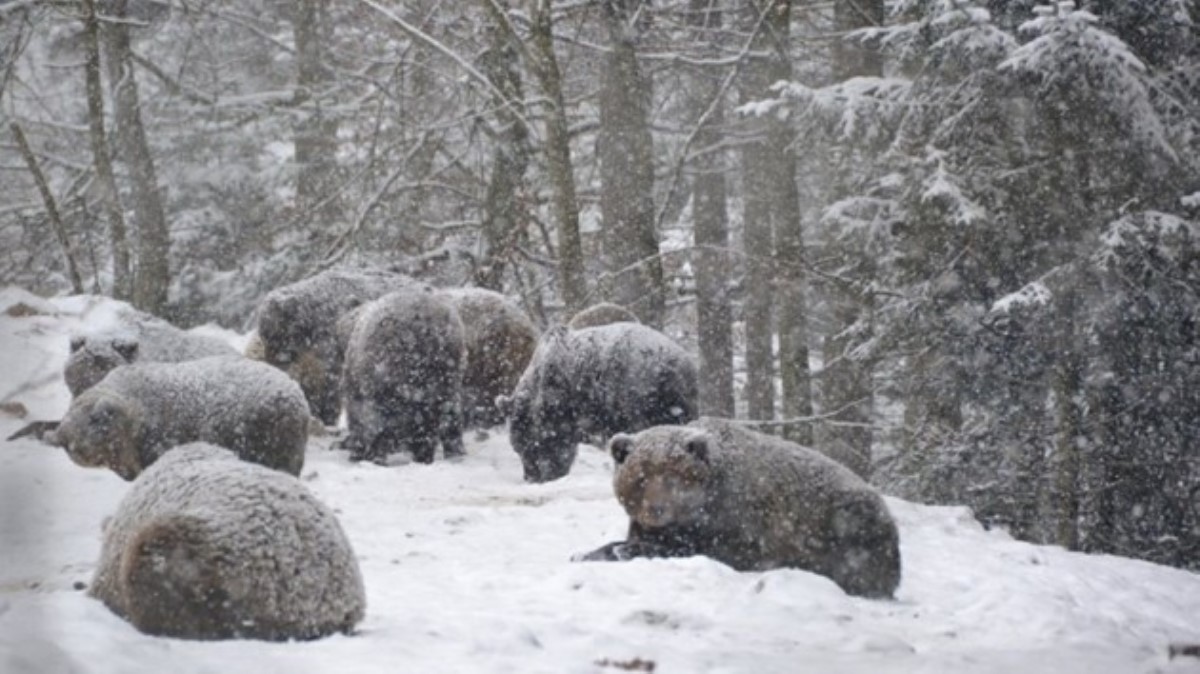 В Карпатах медведи не могут впасть в спячку из-за аномально теплой погоды