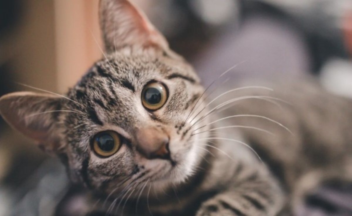 Фелинологи подсказали, почему кошки смотрят нам в глаза