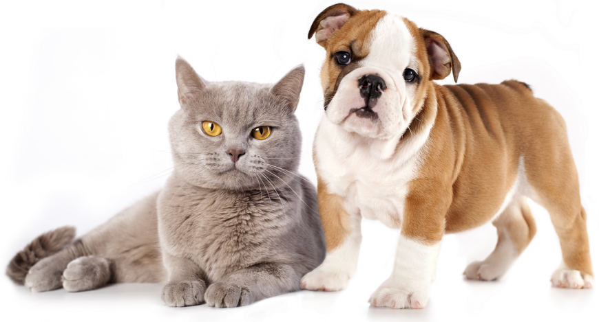 Кошки или собаки? Ученые поставили точку в извечном споре