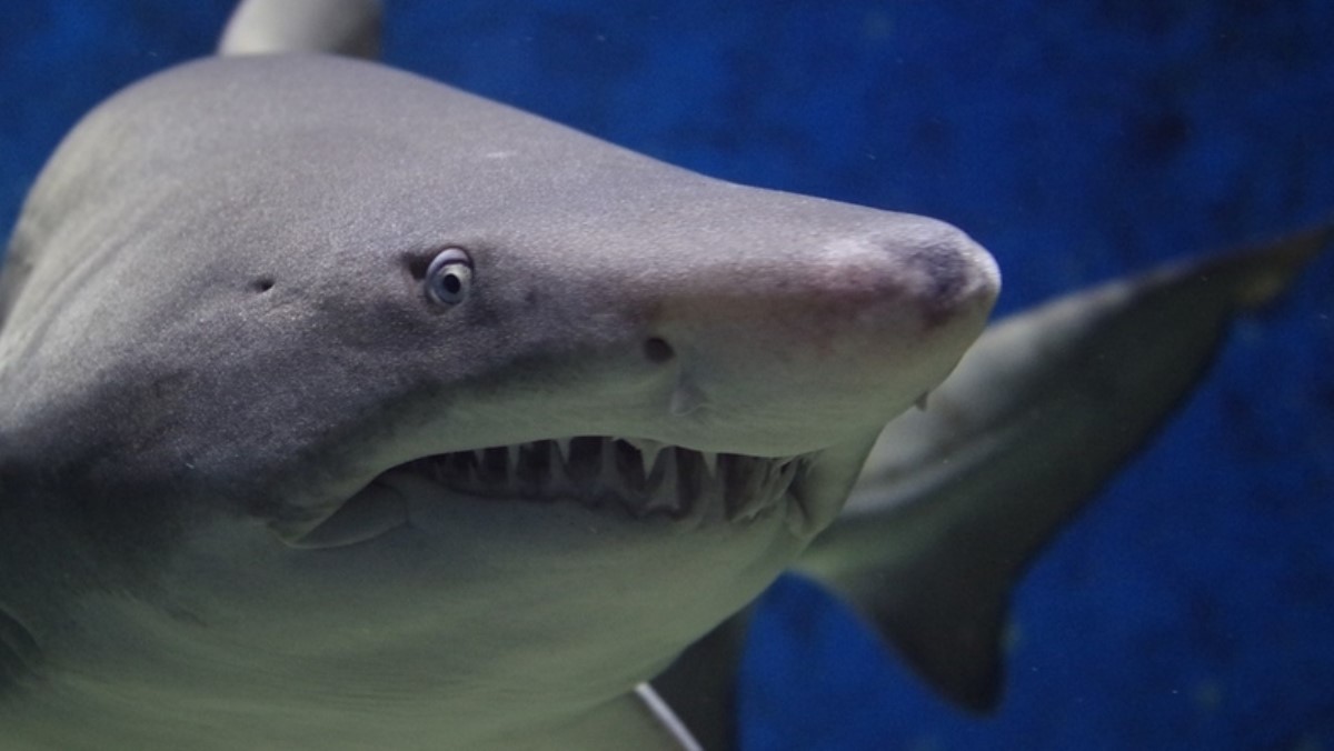 В Австралии акулы съели чемпиона по футболу: подробности трагедии