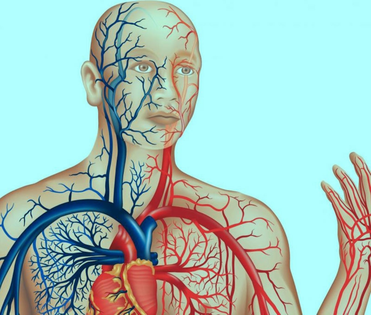 Кровеносная система сердце вены артерии капилляры. Верхняя полая Вена тромб. Система кровообращения анатомия артерии. Левая подключичная Вена. Ветви подключичной вены.